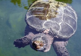 肌醇——魚、蝦飼料的能量補(bǔ)給站！