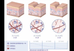 水潤皮膚的秘密武器，乙酰殼糖胺和透明質(zhì)酸的甜蜜聯(lián)盟！